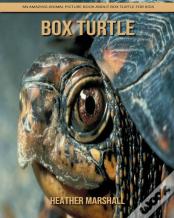 Box Turtle