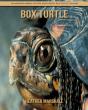 Box Turtle - Preview