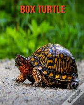 Box Turtle