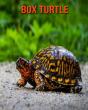 Box Turtle - Preview