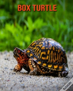 Capa do artigo Box Turtle