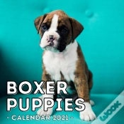 Capa do artigo Boxer Puppies Calendar 2021