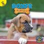 Boxer Puppies - Preview