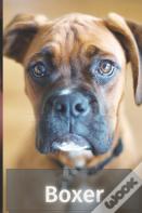 Boxer