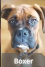 Boxer - Preview
