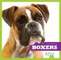 Boxers - Preview