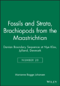 Brachiopods From The Maastrichtian - Preview