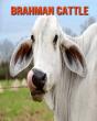 Brahman Cattle - Preview