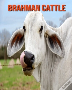 Capa do artigo Brahman Cattle