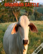 Brahman Cattle