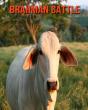 Brahman Cattle - Preview