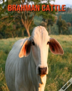 Capa do artigo Brahman Cattle