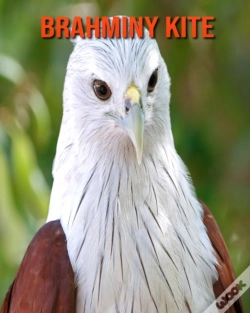Capa do artigo Brahminy Kite