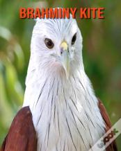 Brahminy Kite