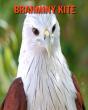 Brahminy Kite - Preview
