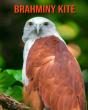 Brahminy Kite - Preview