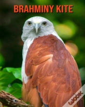 Capa do artigo Brahminy Kite