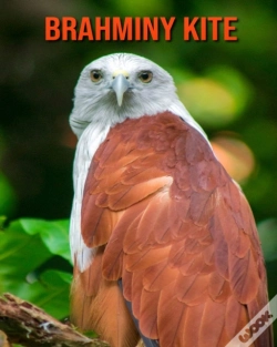 Capa do artigo Brahminy Kite