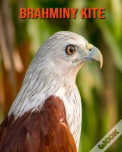 Capa do artigo Brahminy Kite