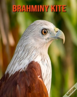 Capa do artigo Brahminy Kite