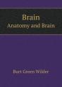 Brain Anatomy And Brain - Preview