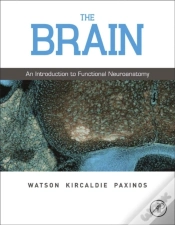 Capa do artigo Brain