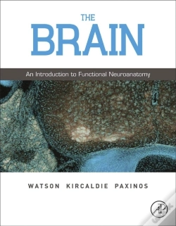 Capa do artigo Brain