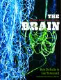 Brain - Preview