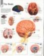 Brain - Preview