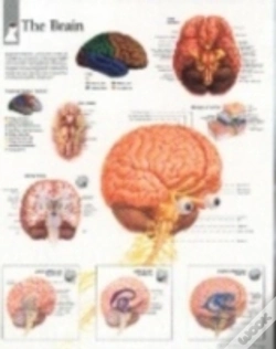 Capa do artigo Brain