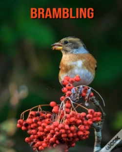 Capa do artigo Brambling