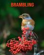 Brambling - Preview