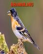 Brambling - Preview