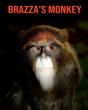 Brazza'S Monkey - Preview