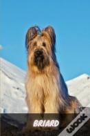 Briard