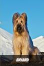 Briard - Preview