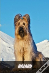 Briard