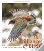 Brilliance Of Birds