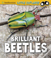 Brilliant Beetles