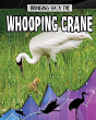 Bringing Back The Whooping Crane - Preview