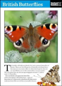 British Butterflies - Preview