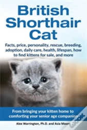 British Shorthair Cat
