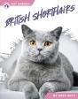 British Shorthairs - Preview
