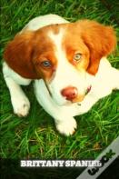 Brittany Spaniel