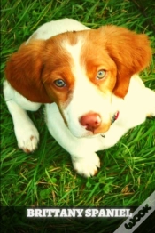 Capa do artigo Brittany Spaniel