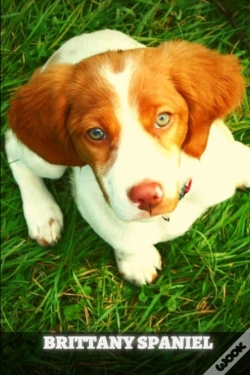 Capa do artigo Brittany Spaniel