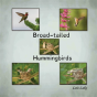Broad-Tailed Hummingbirds - Preview