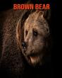 Brown Bear - Preview