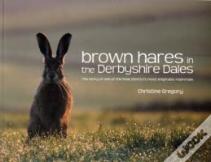 Brown Hares In The Derbyshire Dales