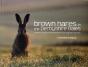 Brown Hares In The Derbyshire Dales - Preview